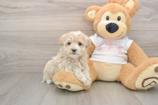 Adorable Maltidoodle Poodle Mix Puppy