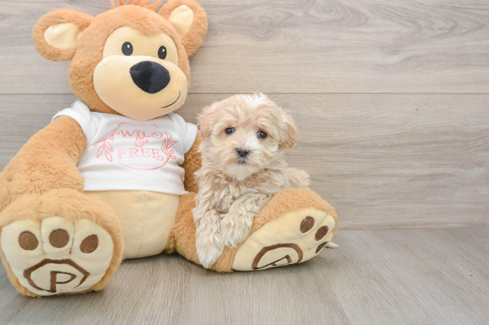 Maltipoo Puppy for Adoption