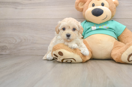 Funny Maltipoo Poodle Mix Pup