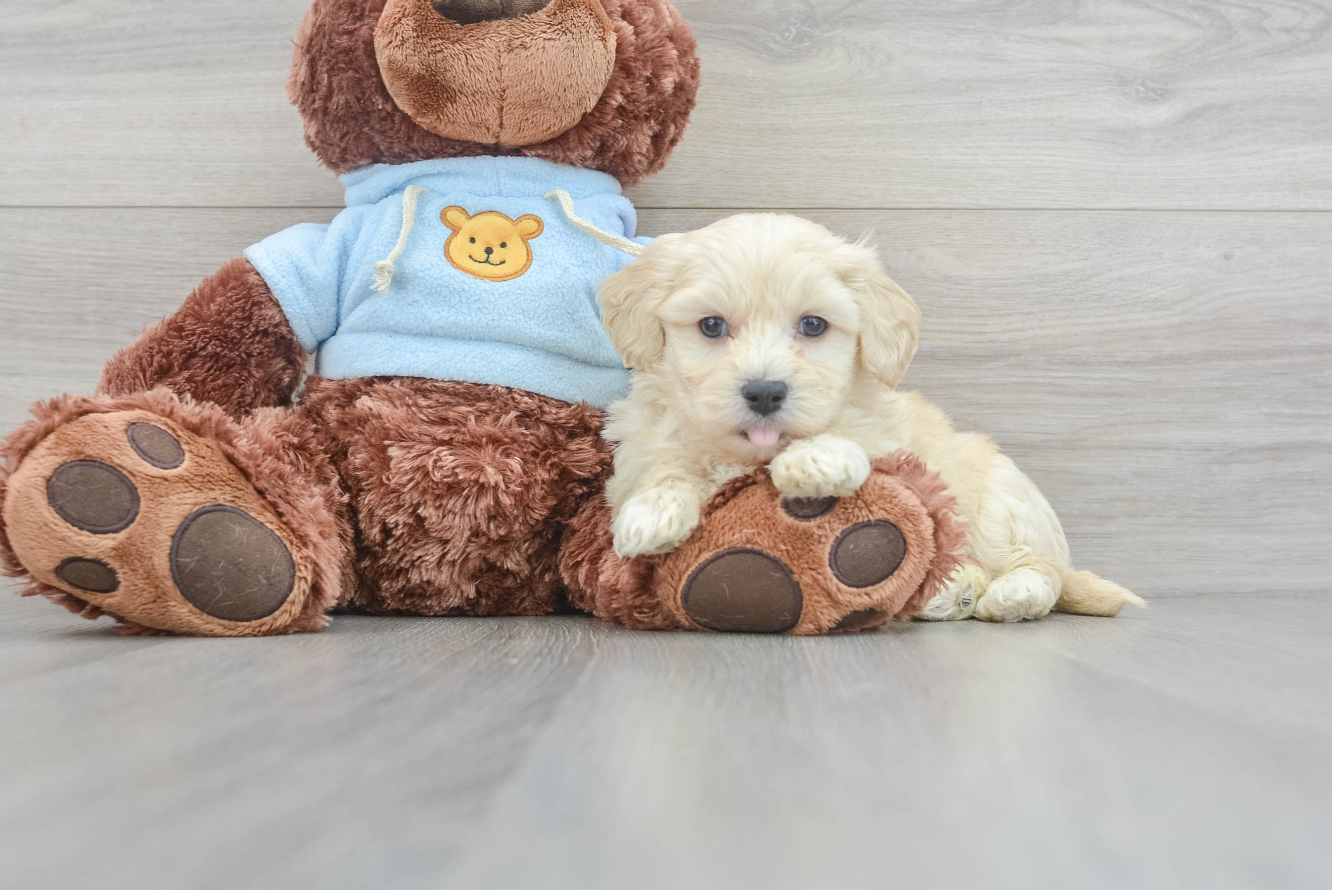 Maltipoo Pup Being Cute