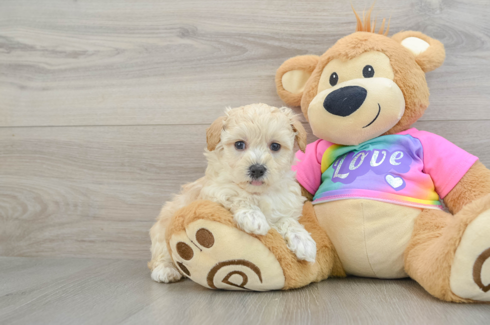 6 week old Maltipoo Puppy For Sale - Lone Star Pups