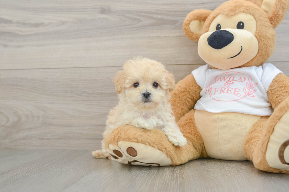 5 week old Maltipoo Puppy For Sale - Lone Star Pups