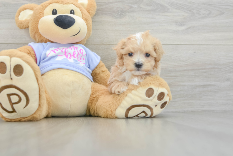 Maltipoo Pup Being Cute