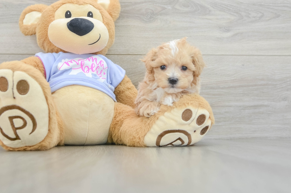 5 week old Maltipoo Puppy For Sale - Lone Star Pups