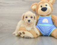 8 week old Maltipoo Puppy For Sale - Lone Star Pups