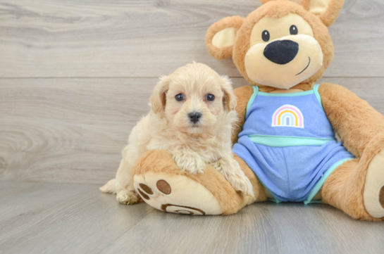 Adorable Multipoo Poodle Mix Puppy