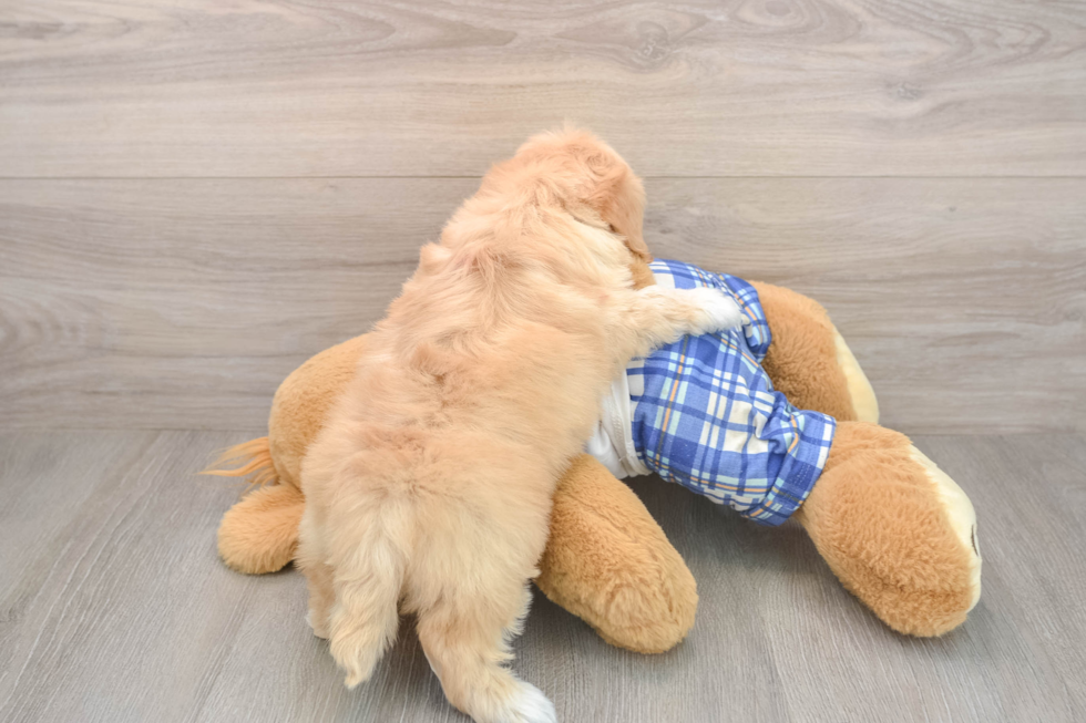 Fluffy Maltipoo Poodle Mix Pup