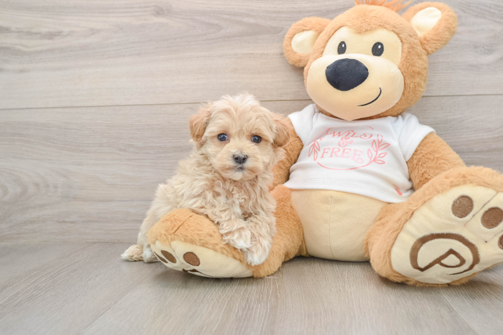 Maltipoo Puppy for Adoption