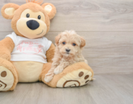 7 week old Maltipoo Puppy For Sale - Lone Star Pups