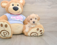 9 week old Maltipoo Puppy For Sale - Lone Star Pups