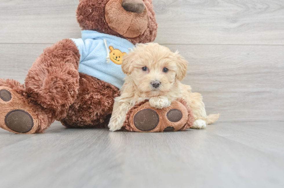 6 week old Maltipoo Puppy For Sale - Lone Star Pups