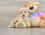 8 week old Maltipoo Puppy For Sale - Lone Star Pups