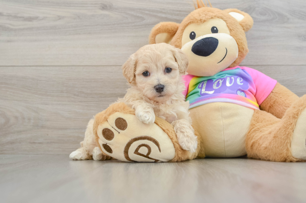 5 week old Maltipoo Puppy For Sale - Lone Star Pups