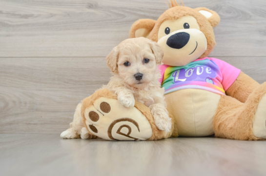 Popular Maltipoo Poodle Mix Pup