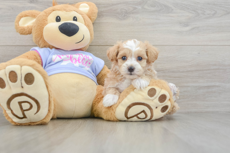 5 week old Maltipoo Puppy For Sale - Lone Star Pups