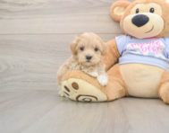 8 week old Maltipoo Puppy For Sale - Lone Star Pups