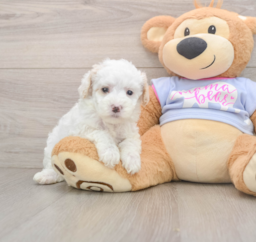 7 week old Maltipoo Puppy For Sale - Lone Star Pups