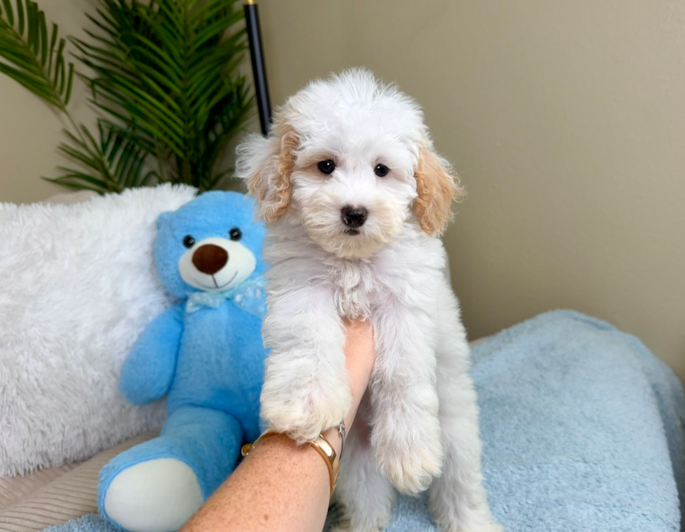 Best Maltipoo Baby
