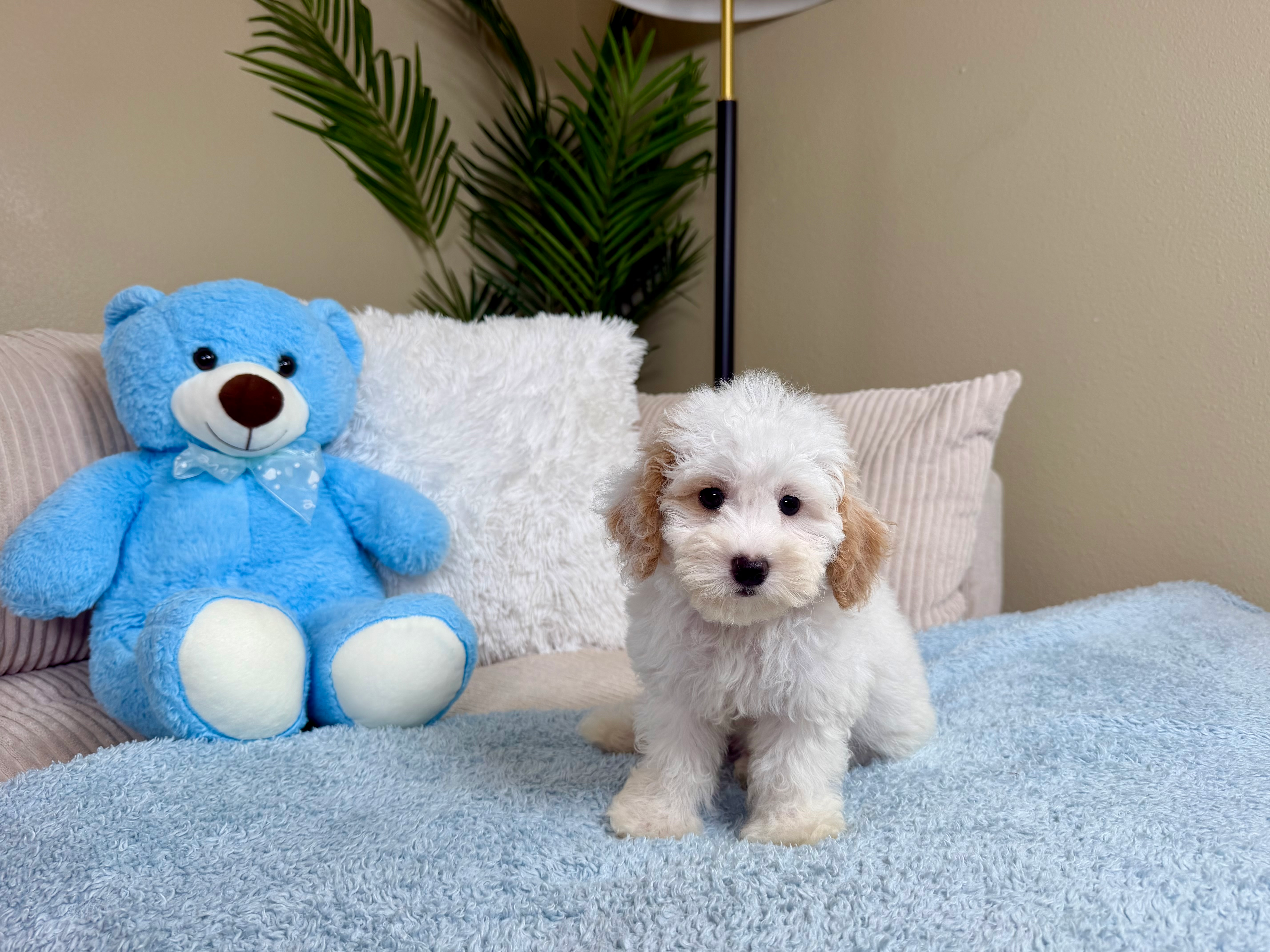 Cute Maltipoo Poodle Mix Pup