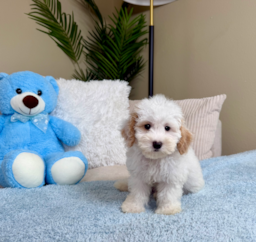 9 week old Maltipoo Puppy For Sale - Lone Star Pups