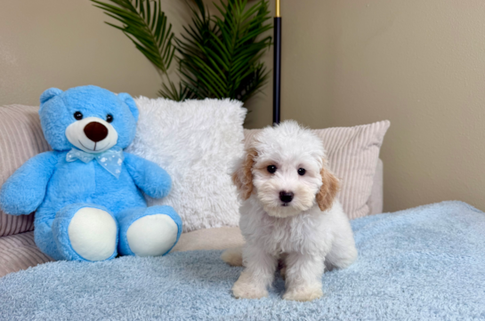 Cute Maltipoo Poodle Mix Pup