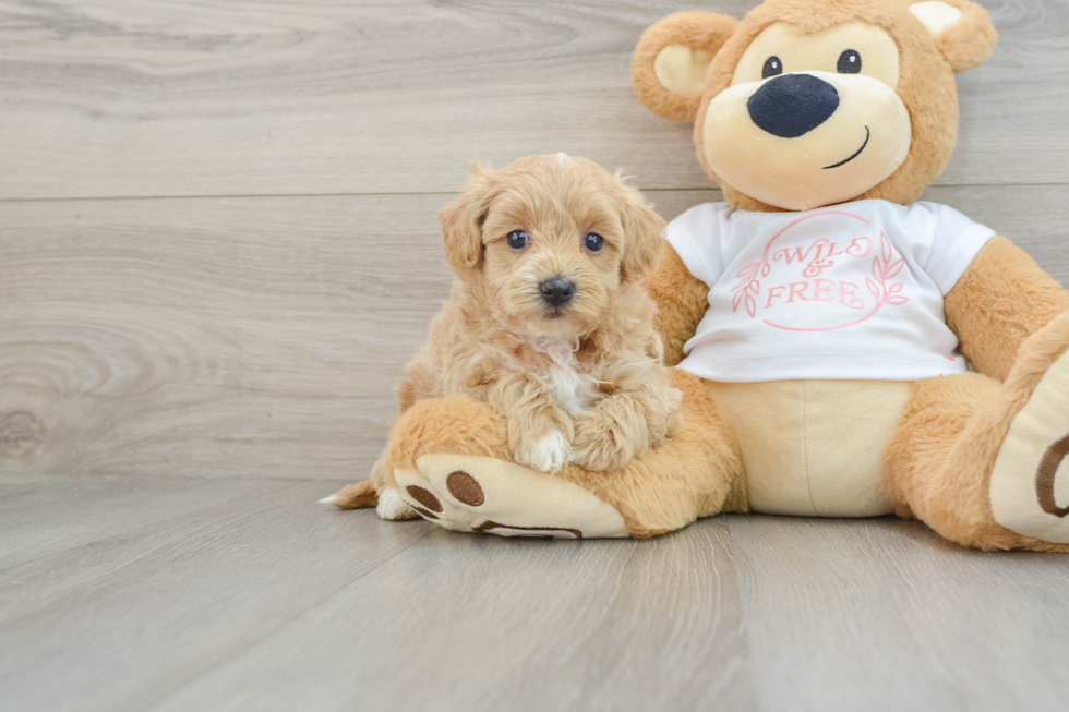 Fluffy Maltipoo Poodle Mix Pup