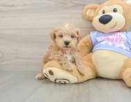 8 week old Maltipoo Puppy For Sale - Lone Star Pups