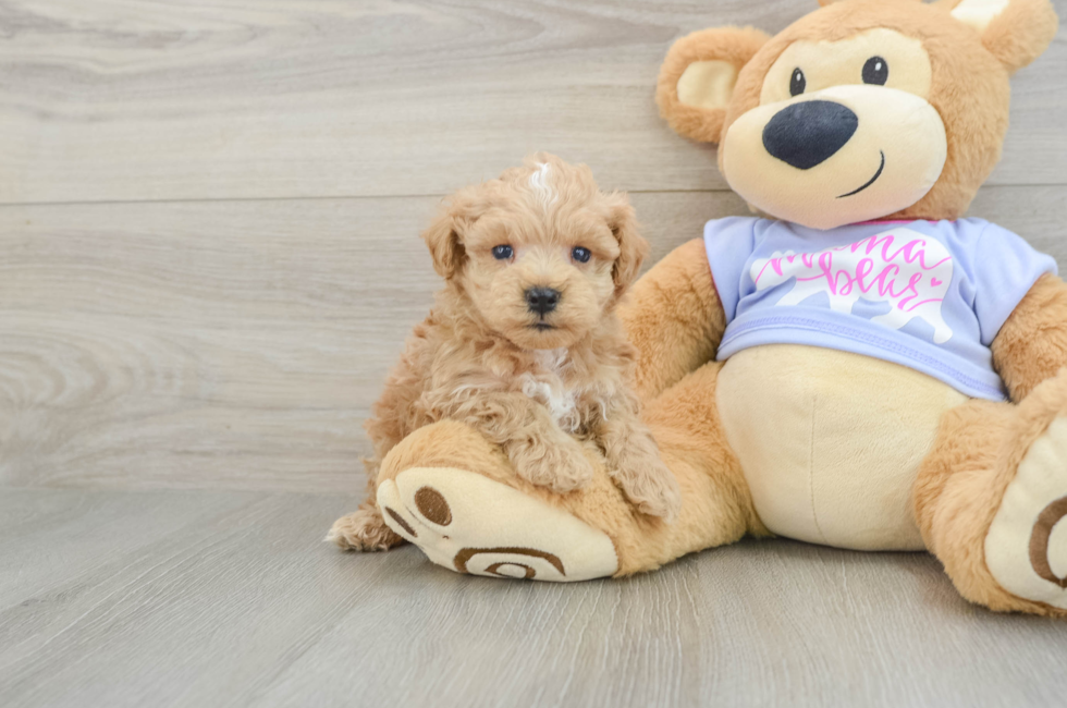 5 week old Maltipoo Puppy For Sale - Lone Star Pups