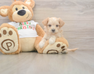 7 week old Maltipoo Puppy For Sale - Lone Star Pups