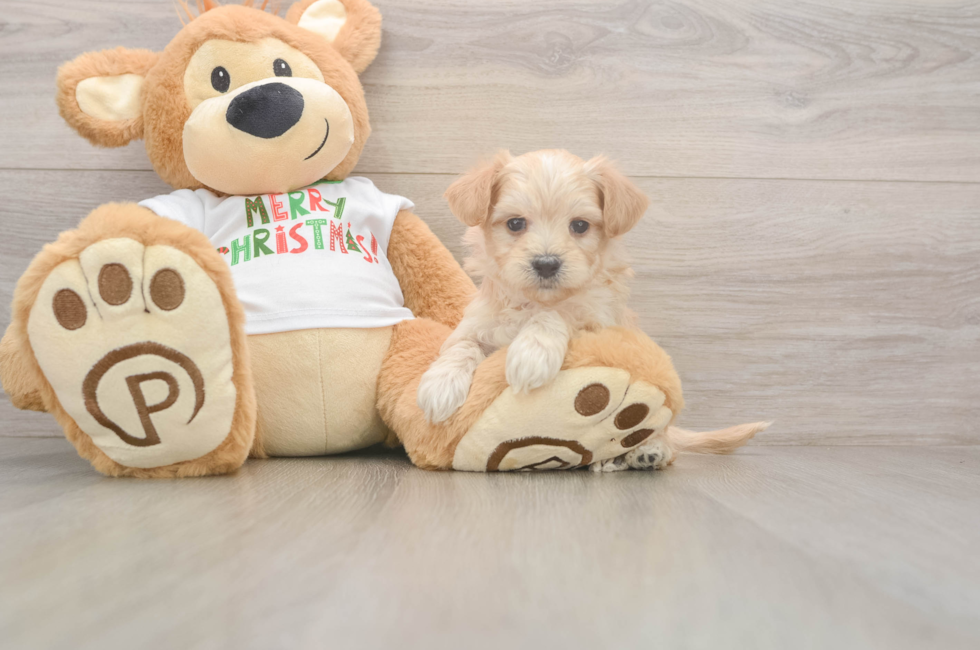 5 week old Maltipoo Puppy For Sale - Lone Star Pups