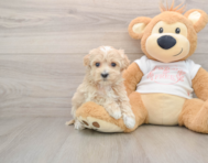 8 week old Maltipoo Puppy For Sale - Lone Star Pups