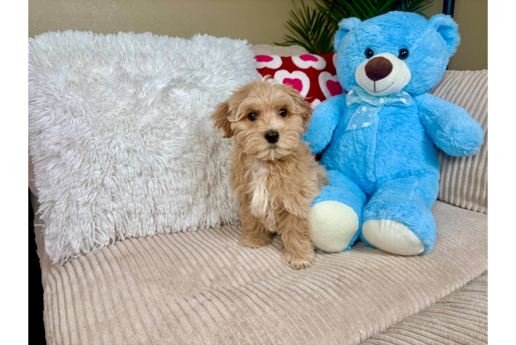 Maltipoo Puppy for Adoption