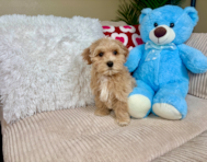 10 week old Maltipoo Puppy For Sale - Lone Star Pups