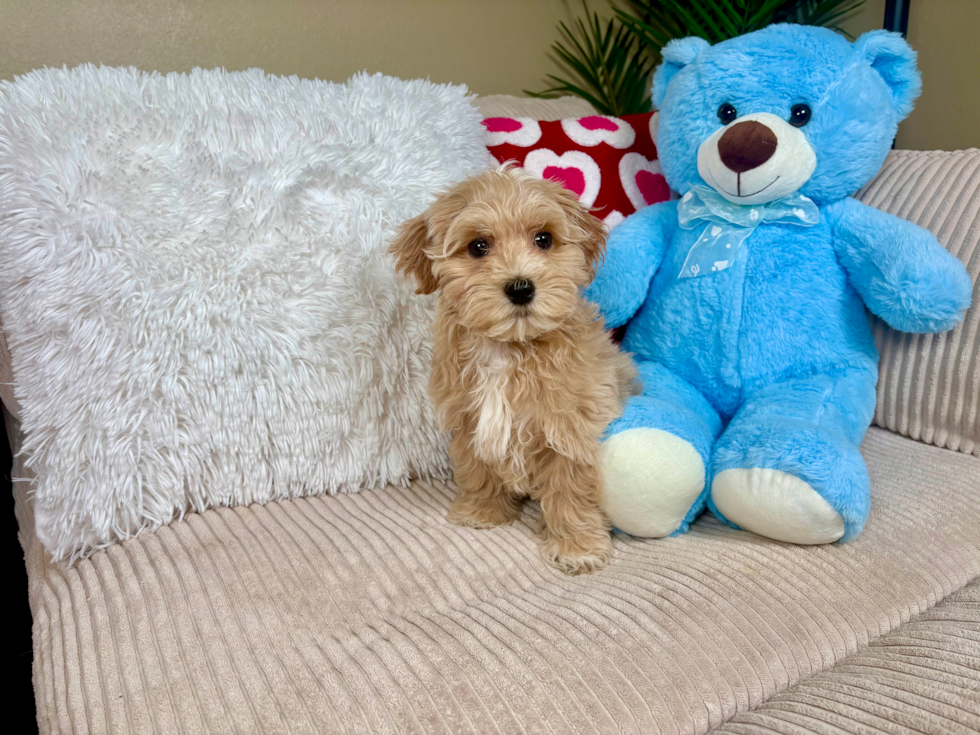 Maltipoo Puppy for Adoption