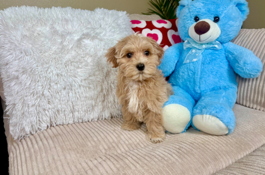 Maltipoo Puppy for Adoption