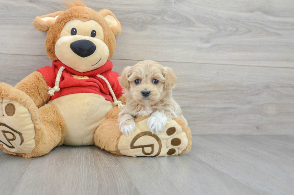 5 week old Maltipoo Puppy For Sale - Lone Star Pups