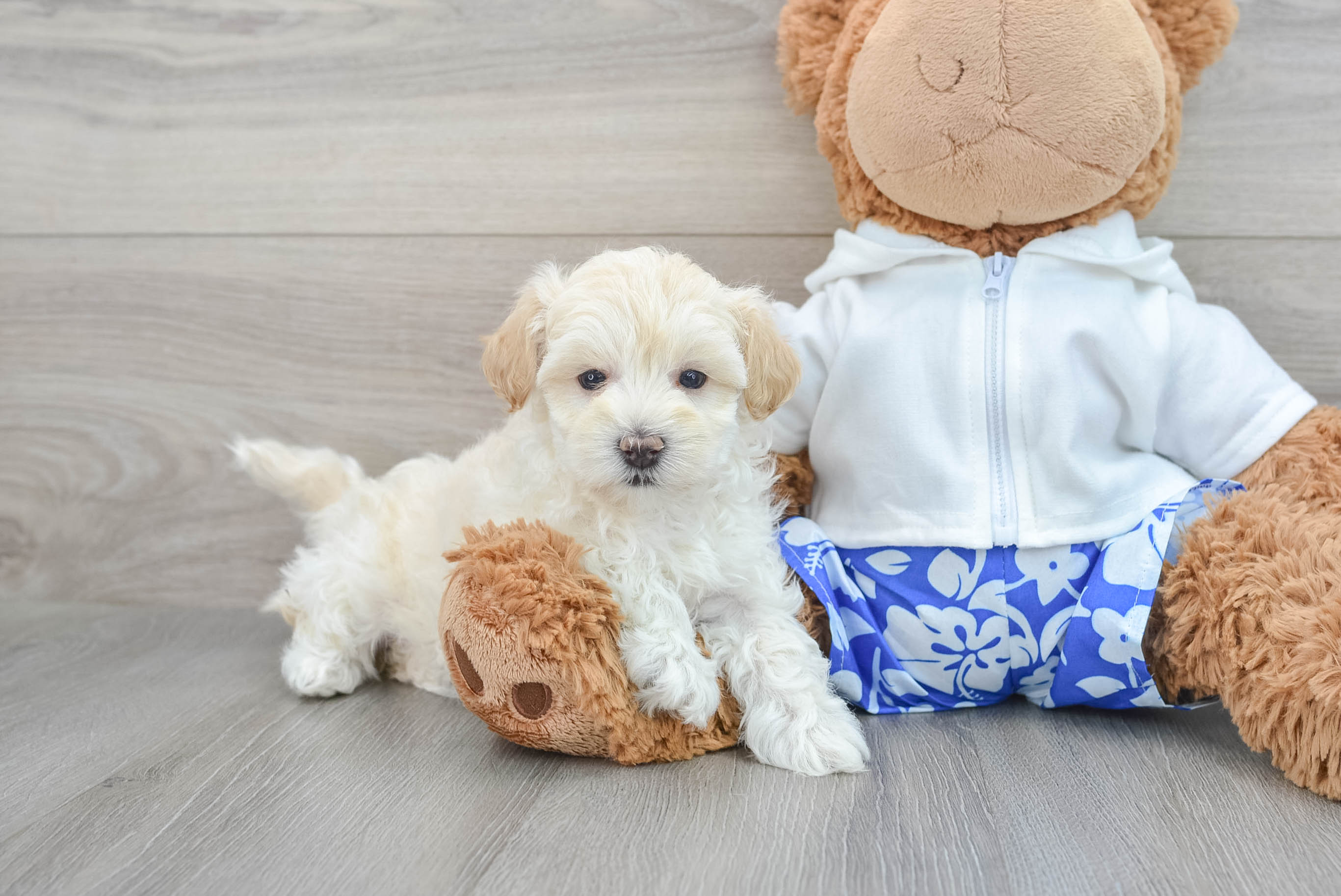 Maltipoo Pup Being Cute