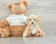 8 week old Maltipoo Puppy For Sale - Lone Star Pups