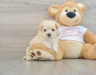 8 week old Maltipoo Puppy For Sale - Lone Star Pups