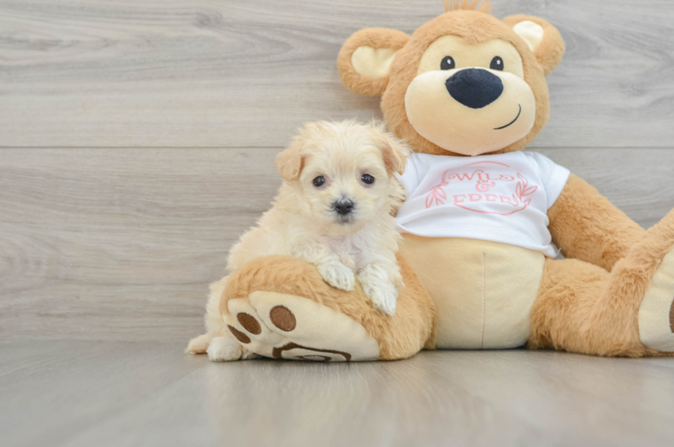 6 week old Maltipoo Puppy For Sale - Lone Star Pups