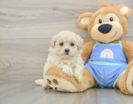 8 week old Maltipoo Puppy For Sale - Lone Star Pups
