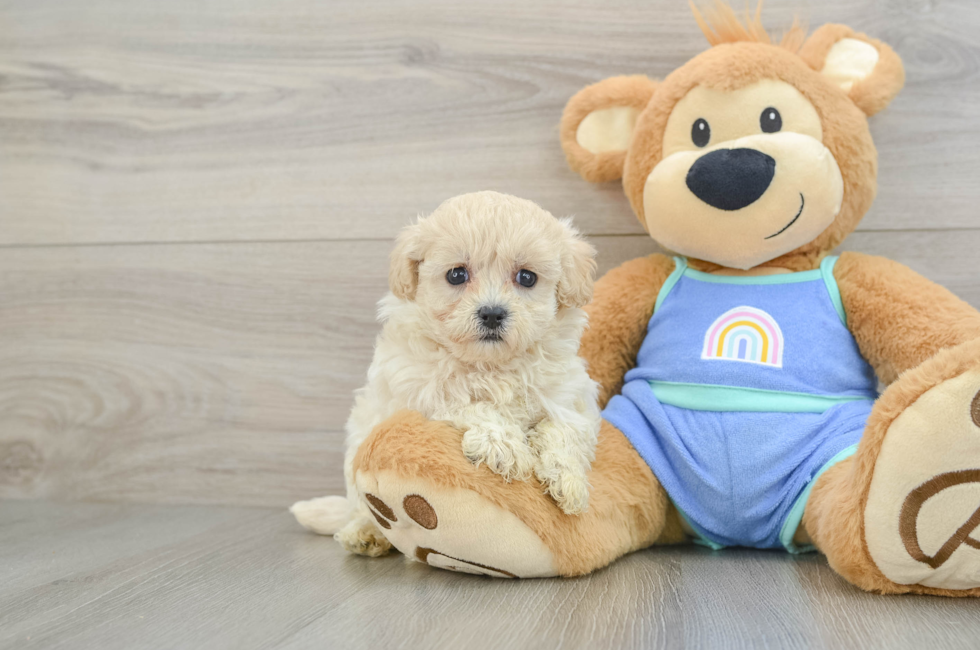 5 week old Maltipoo Puppy For Sale - Lone Star Pups