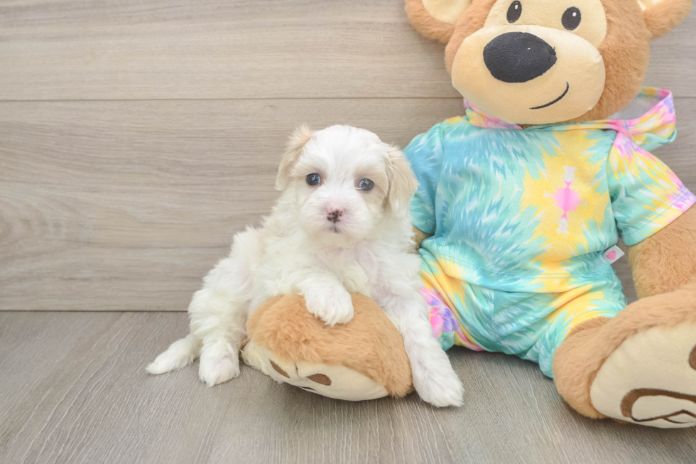 Sweet Maltipoo Baby