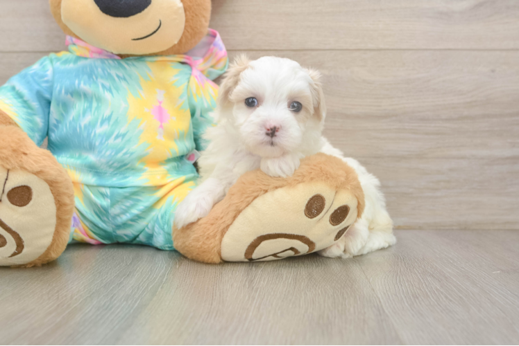 Happy Maltipoo Baby
