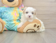 6 week old Maltipoo Puppy For Sale - Lone Star Pups