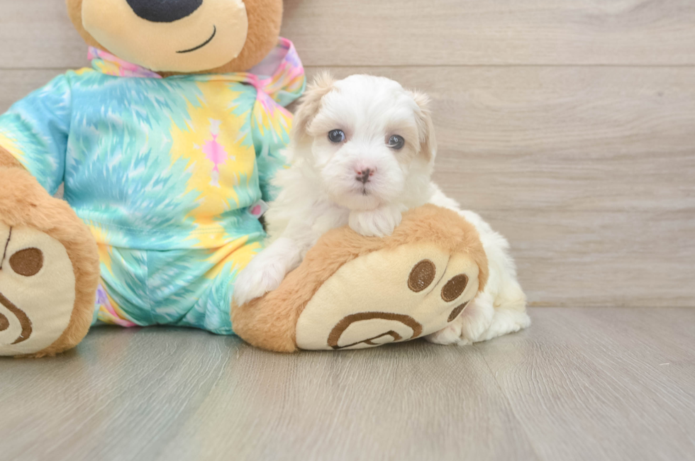 5 week old Maltipoo Puppy For Sale - Lone Star Pups