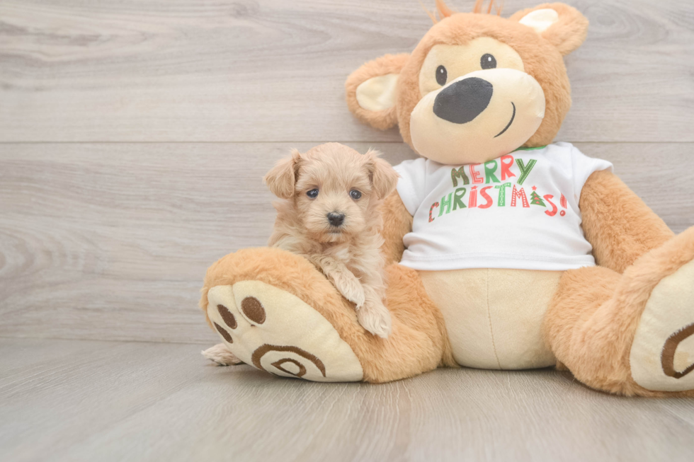 Maltipoo Pup Being Cute
