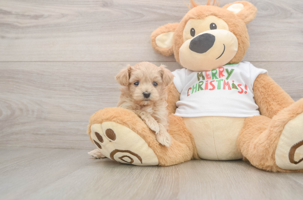 5 week old Maltipoo Puppy For Sale - Lone Star Pups