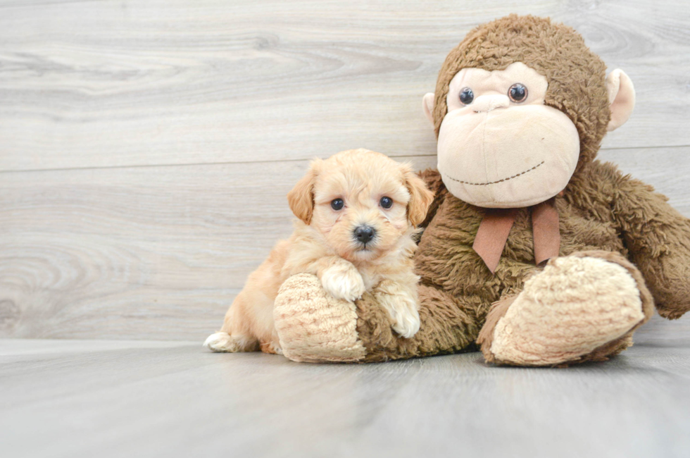 5 week old Maltipoo Puppy For Sale - Lone Star Pups