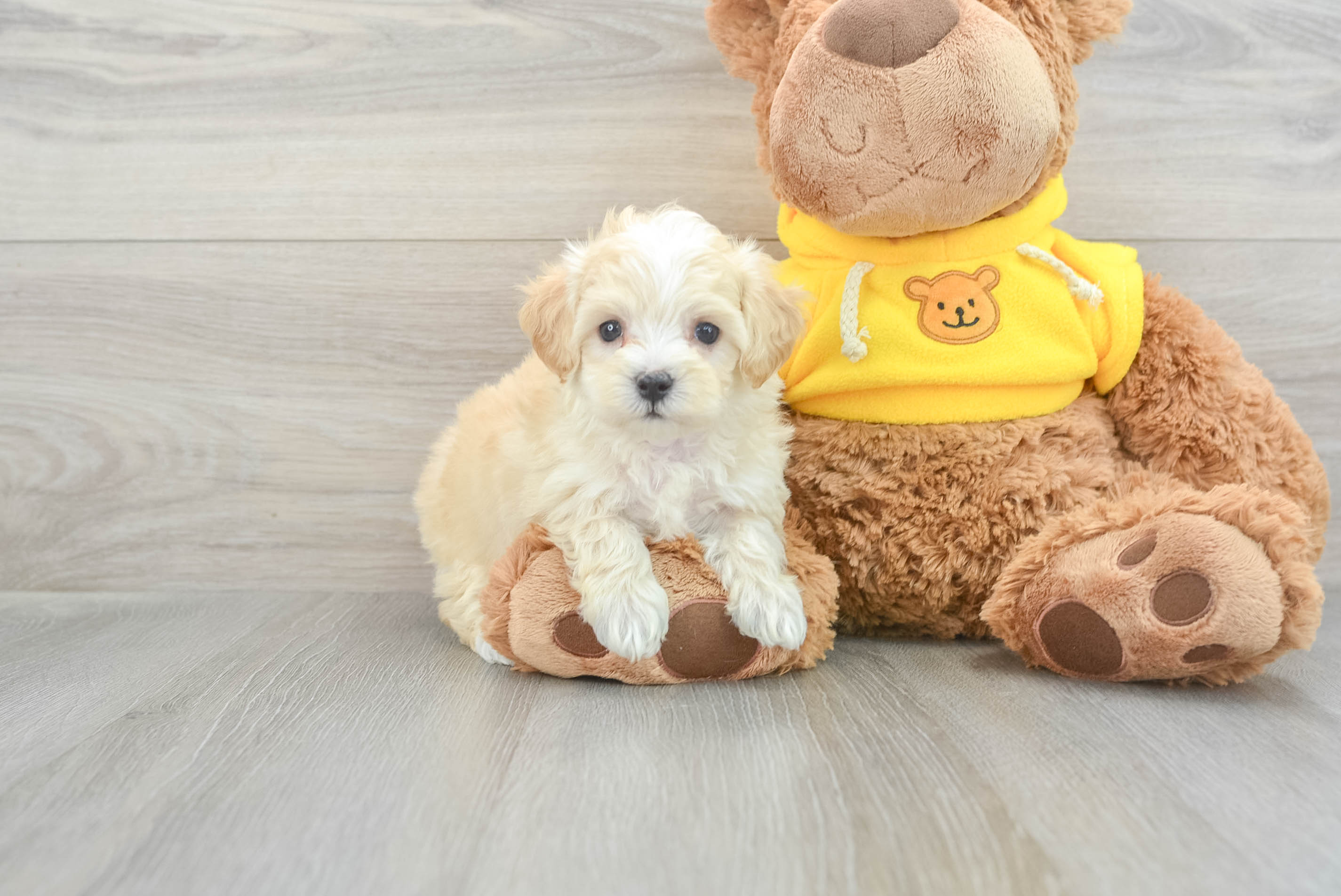Hypoallergenic Maltepoo Poodle Mix Puppy